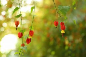 寺外桃源講花卉》-蔓性風(fēng)鈴花來(lái)開獎(jiǎng)啦！